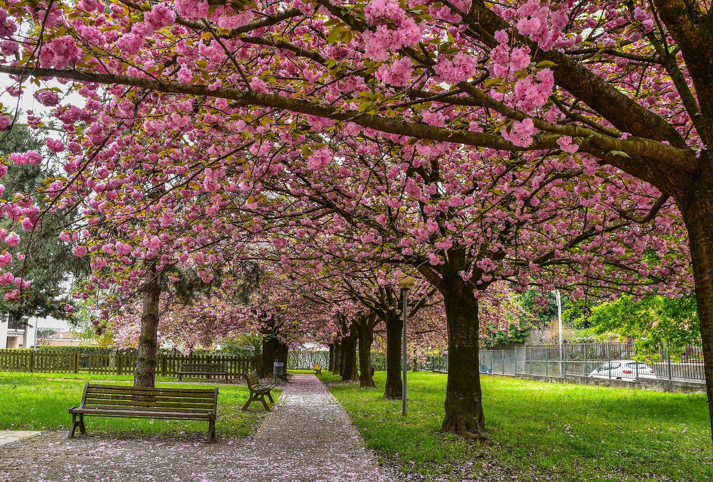 Fioritura primaverile