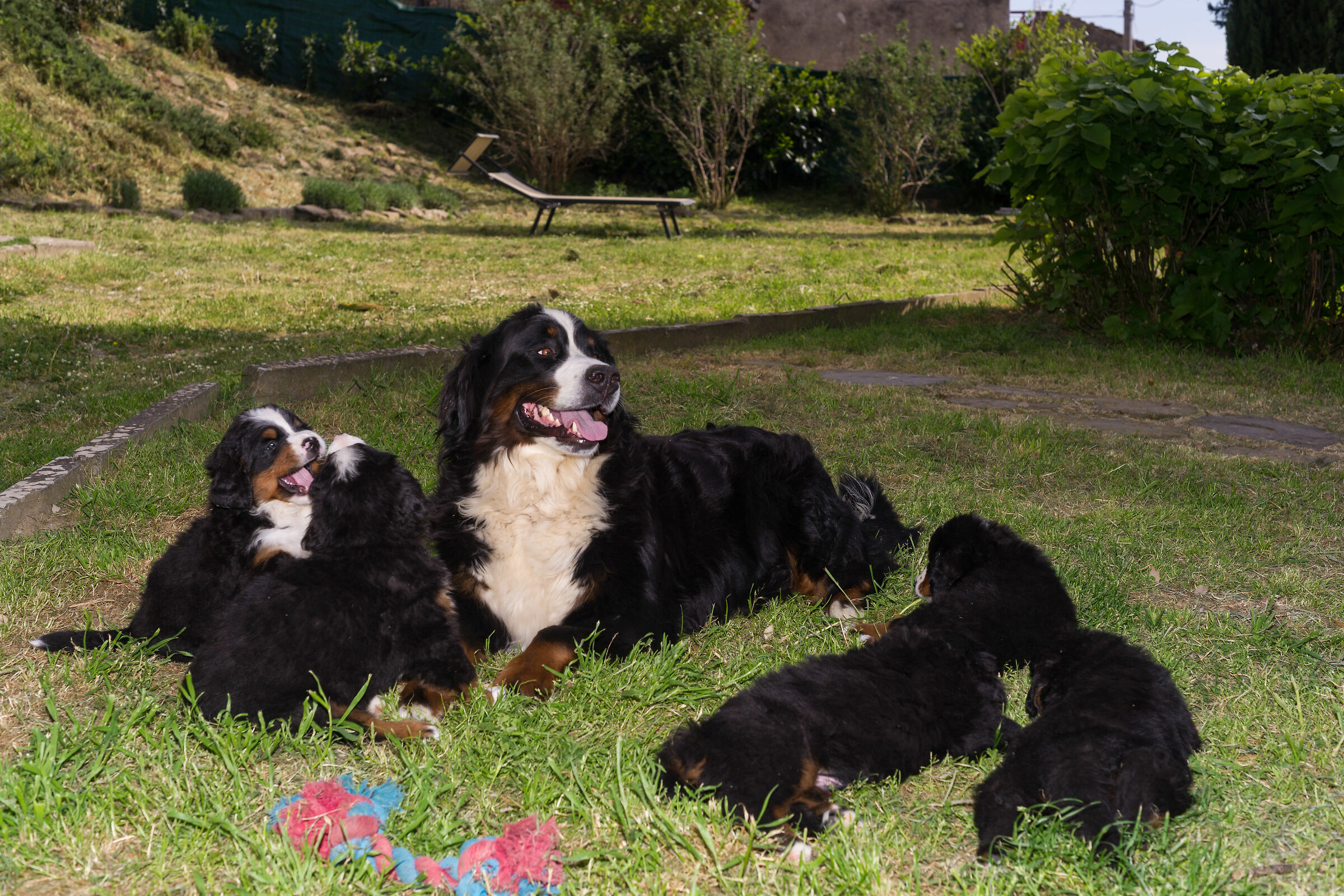 Bovari del Bernese 1