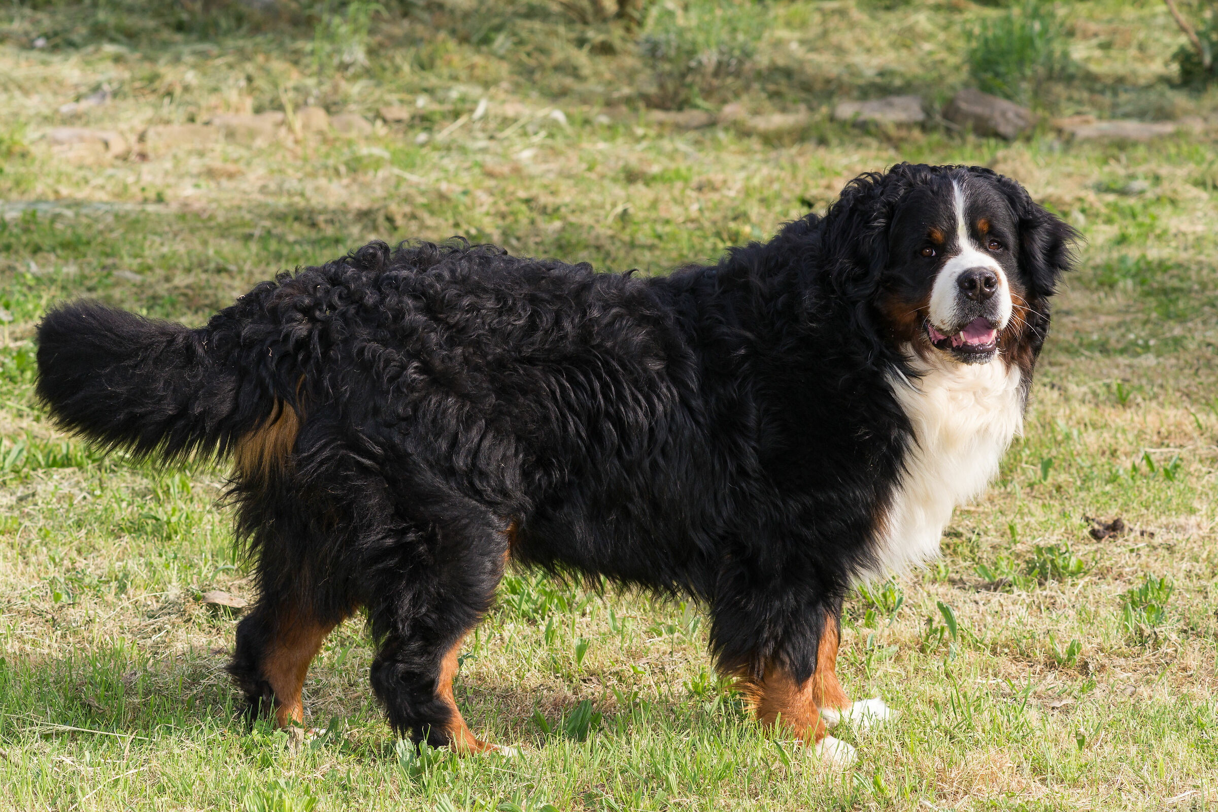 Bernese Bovari 2