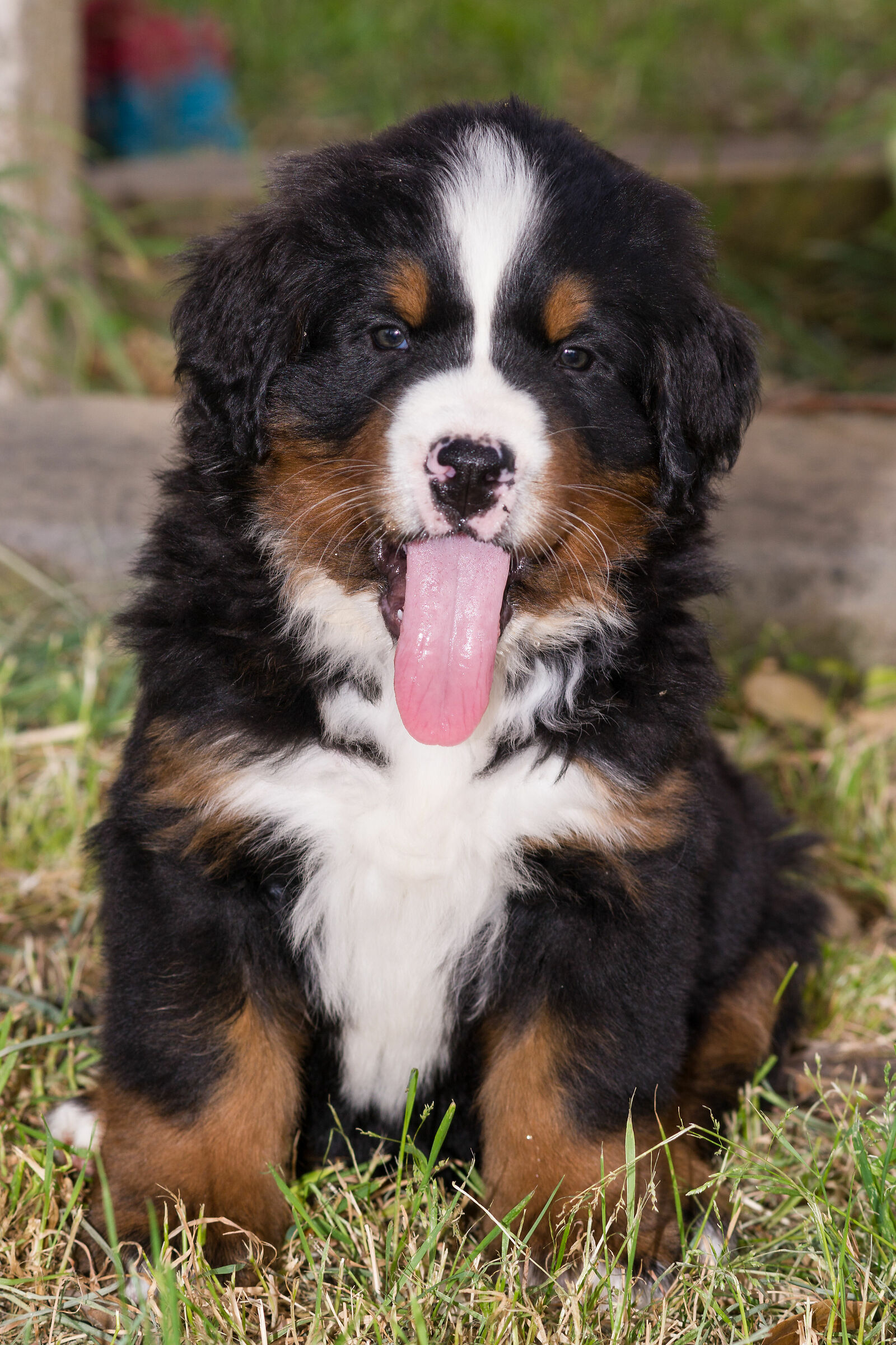 Bovari del Bernese 3