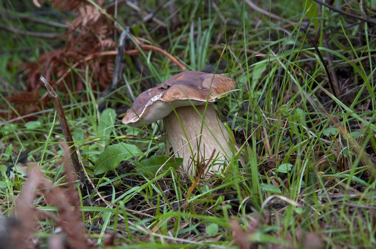 Boletus edulis