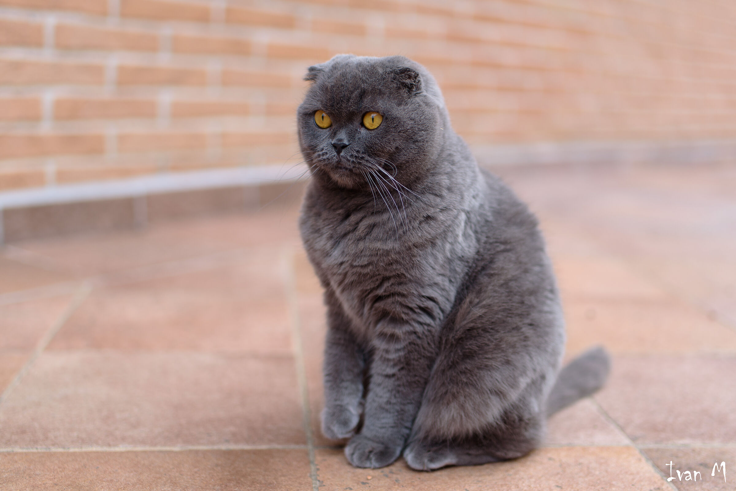 Amadeus Test Tamron SP 45mm