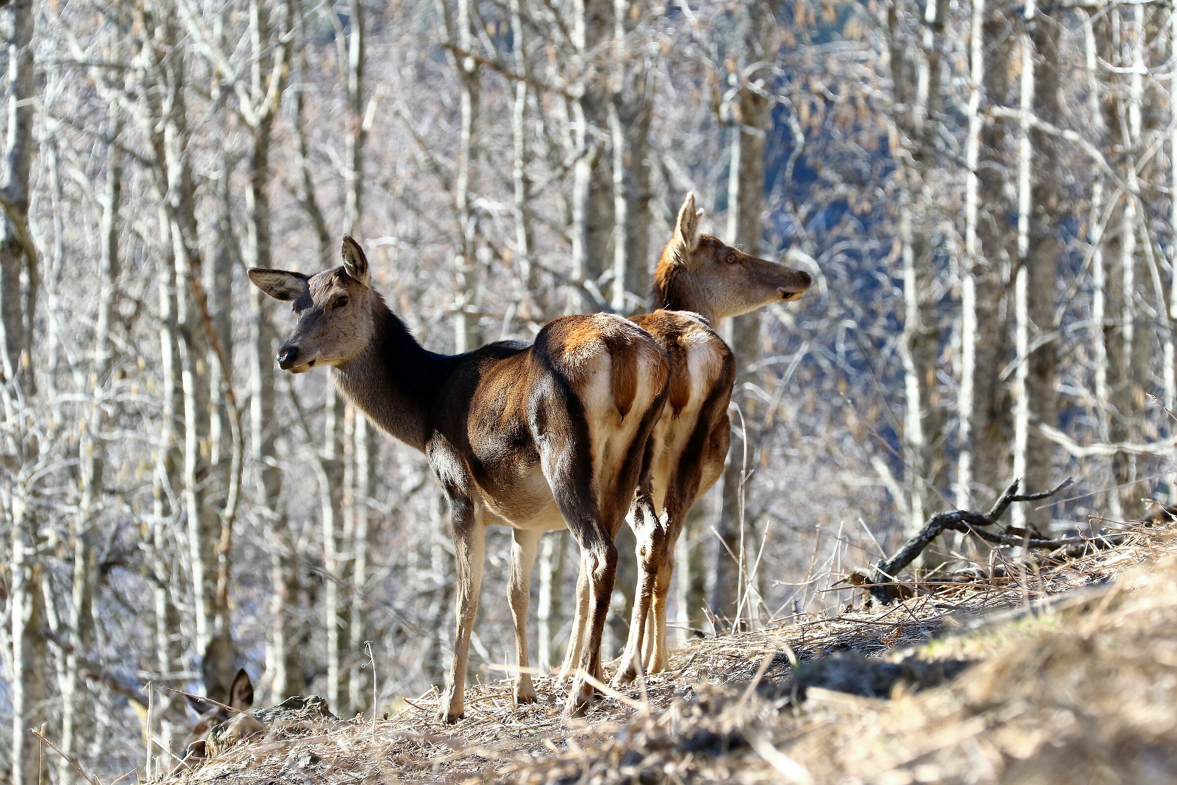 La luce del mattino.