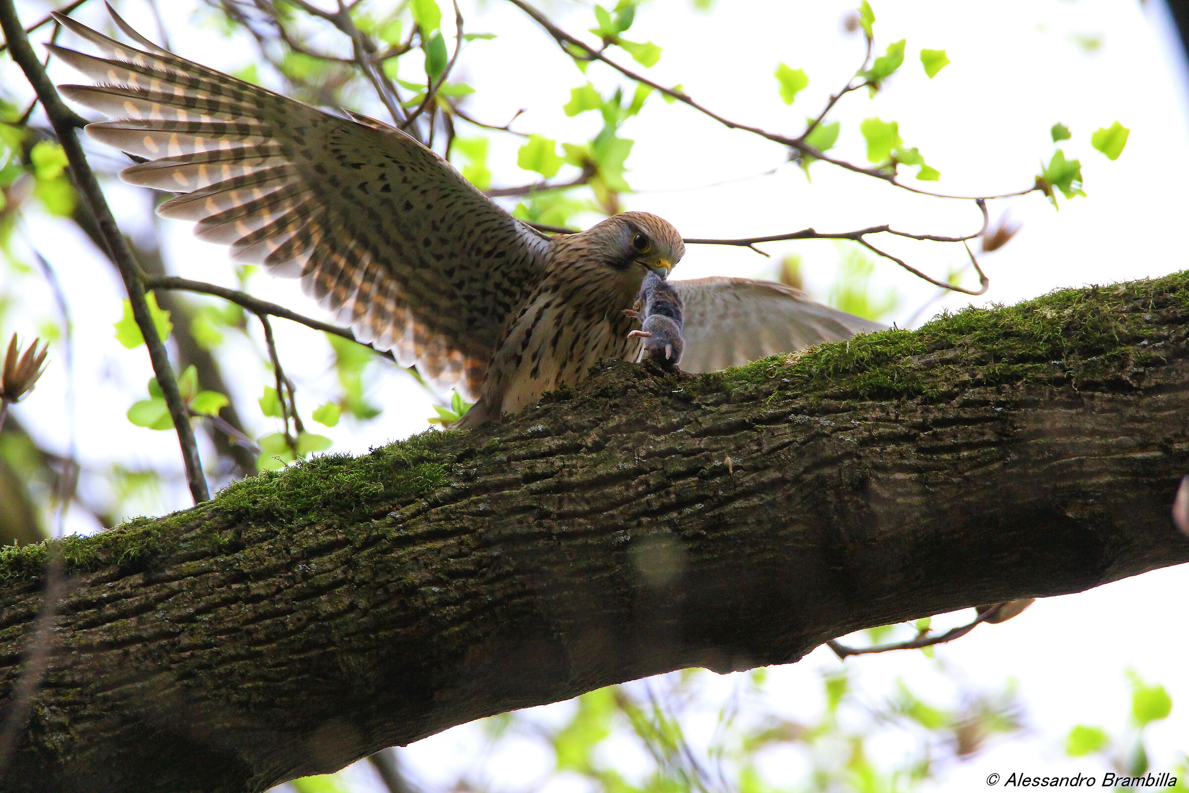 Kestrel with Mouse