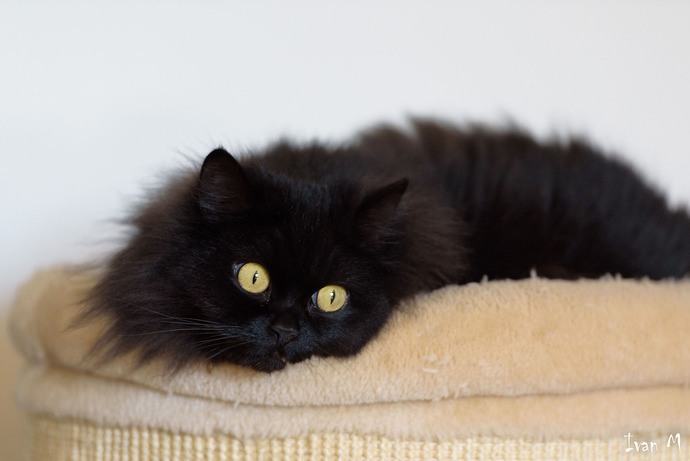 Iside Nikon AF-S 70-200mm f/2.8 G ED VR II