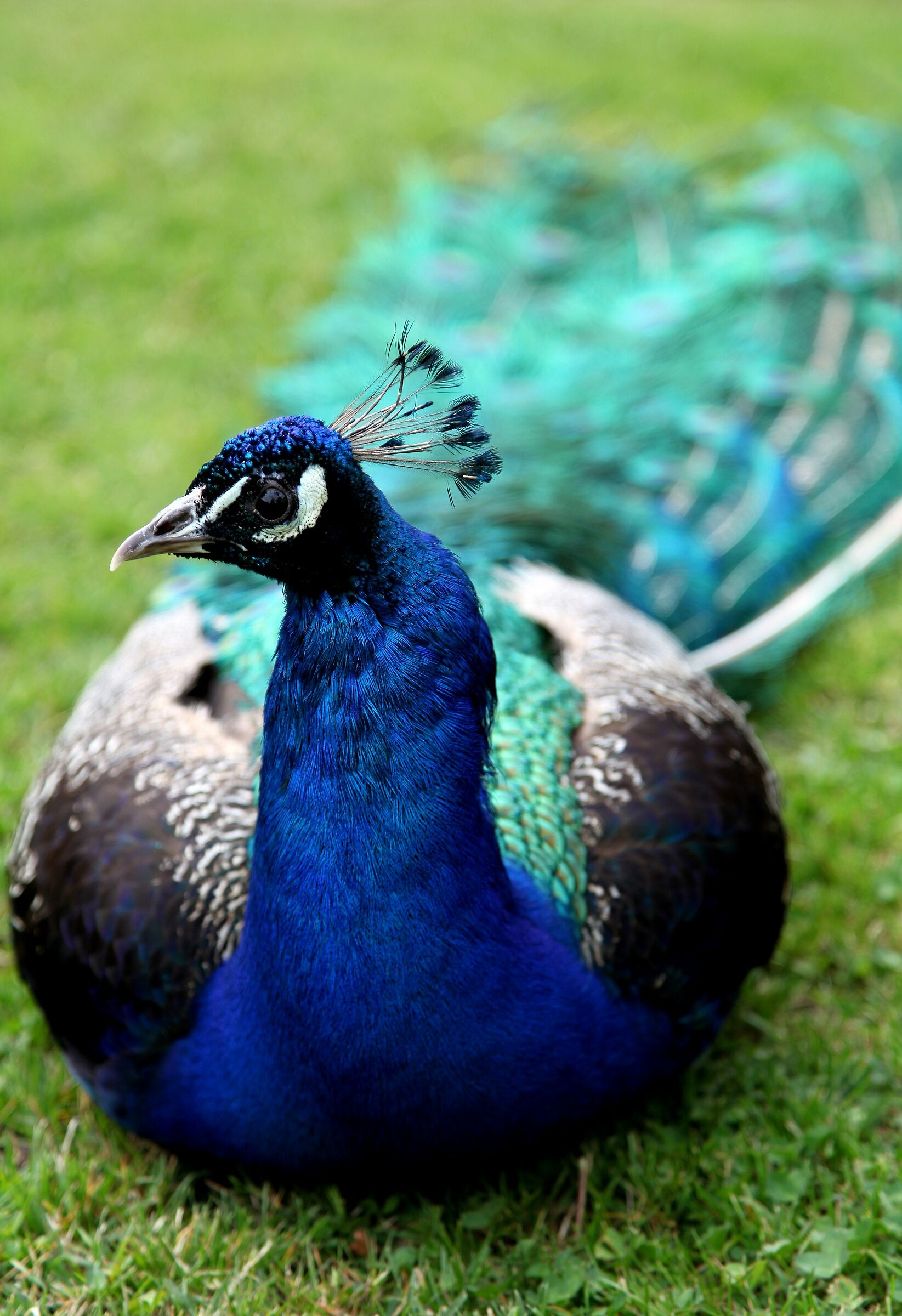 Peacock posing