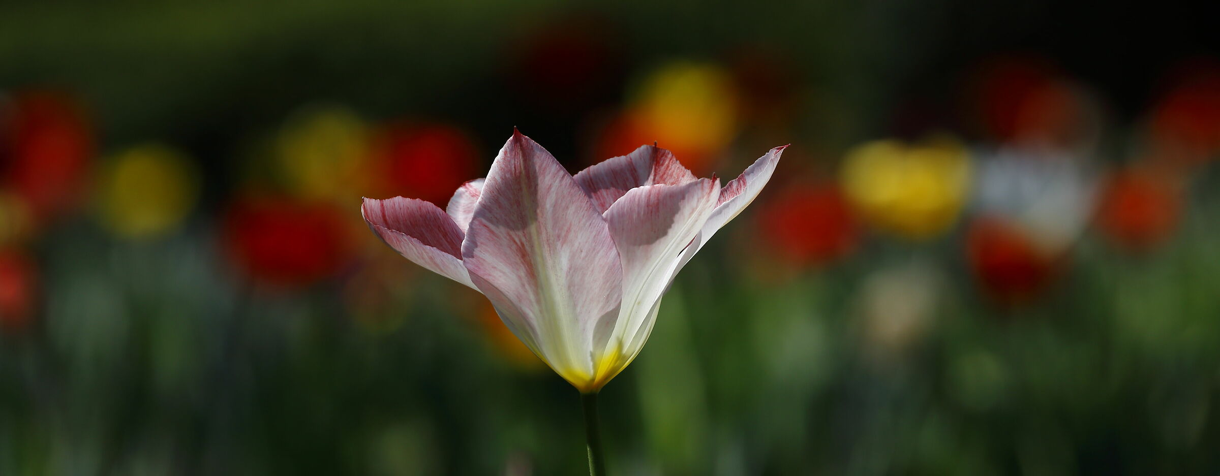 I am the most beautiful!