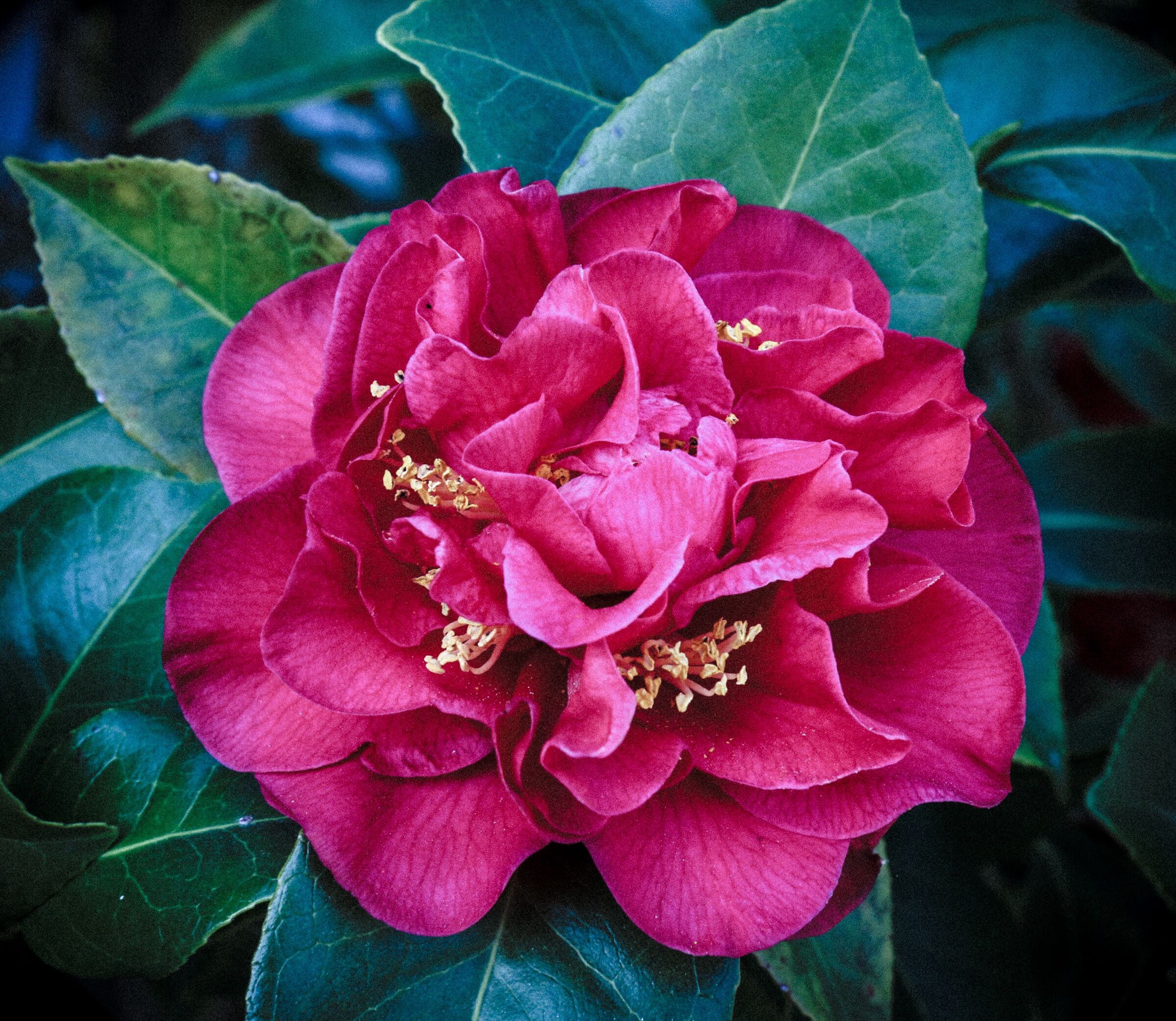 Fiore di camelia del mio giardino.