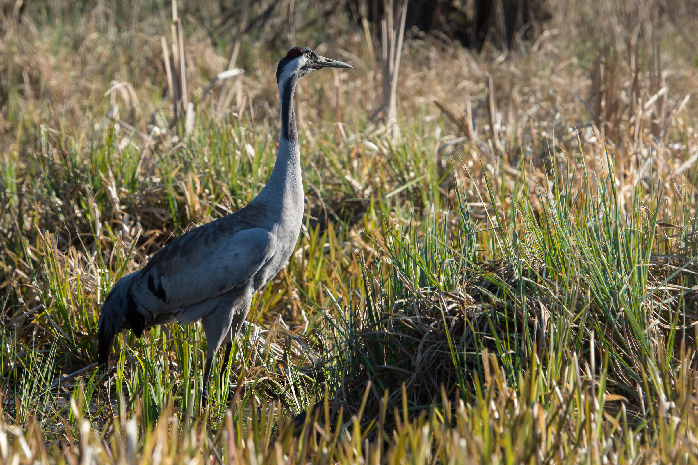 Gru comune (Grus grus)