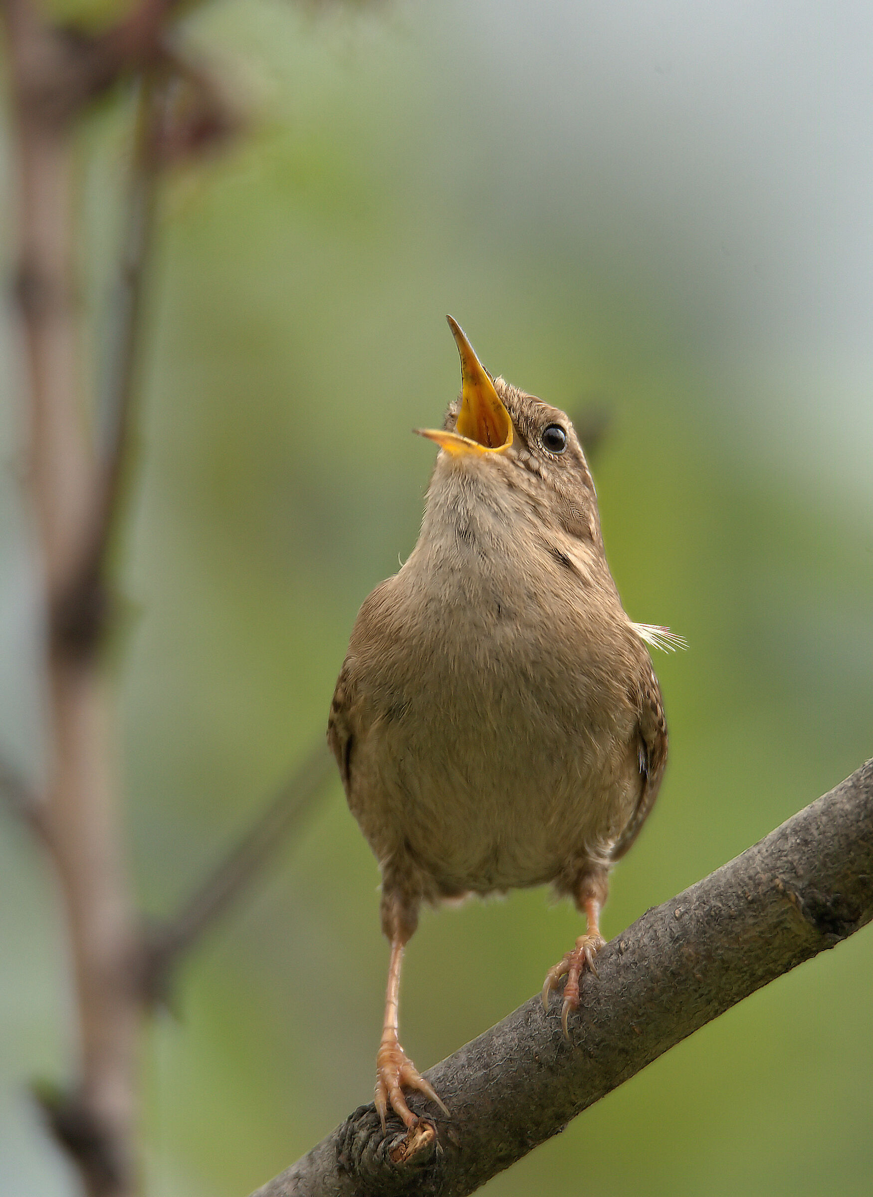 Wren