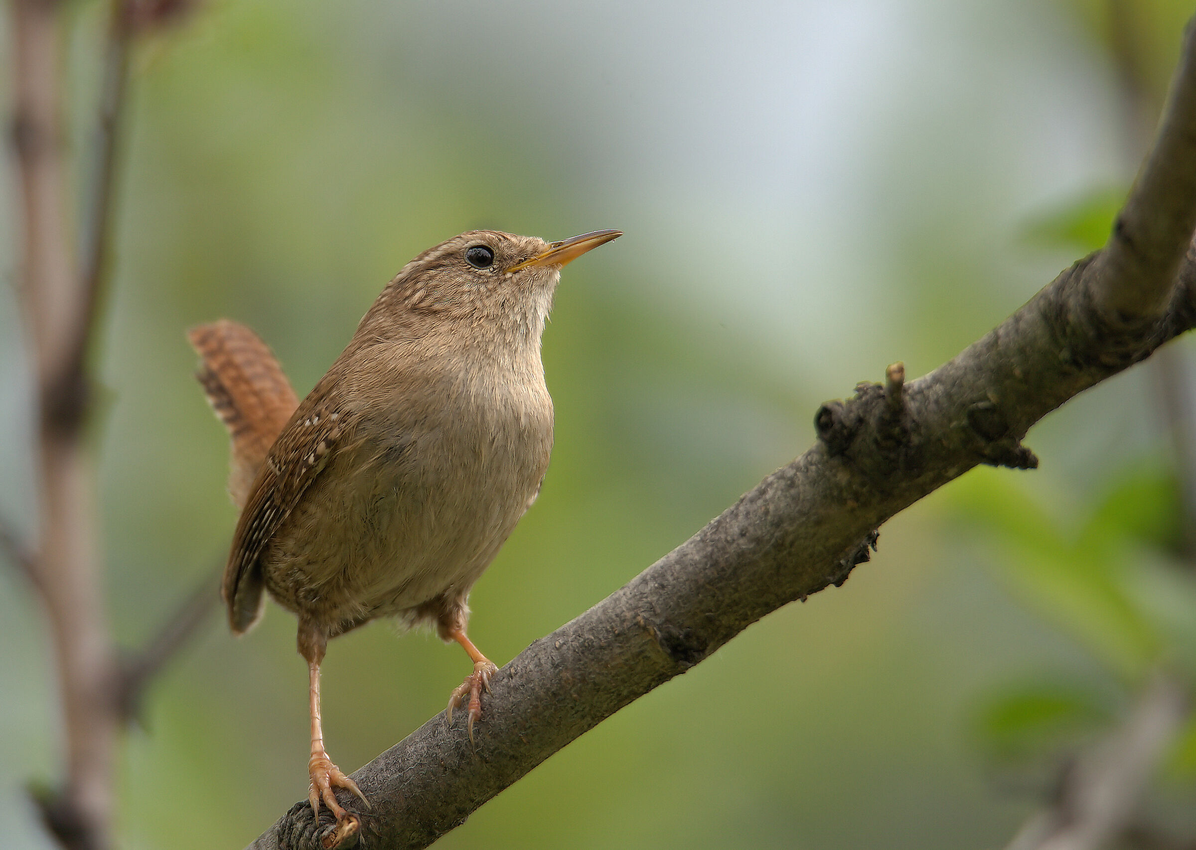 Wren