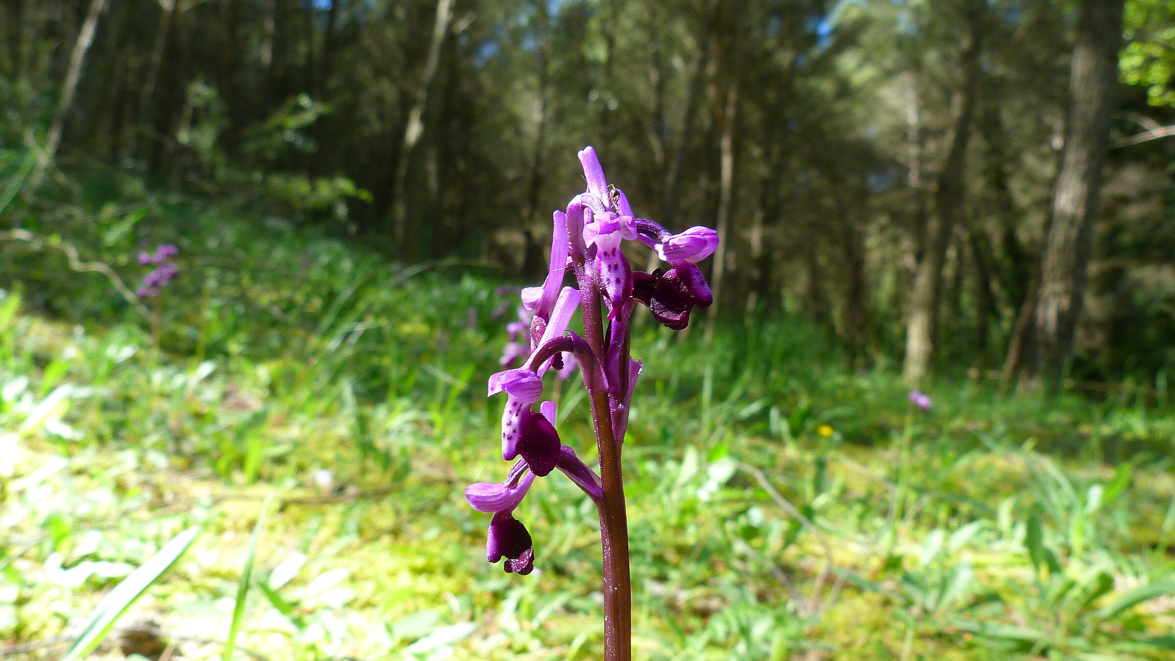 Wild Orchid.........