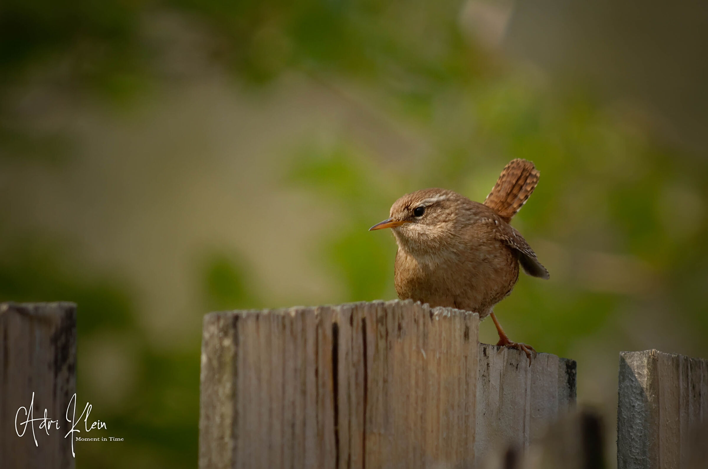 Wren
