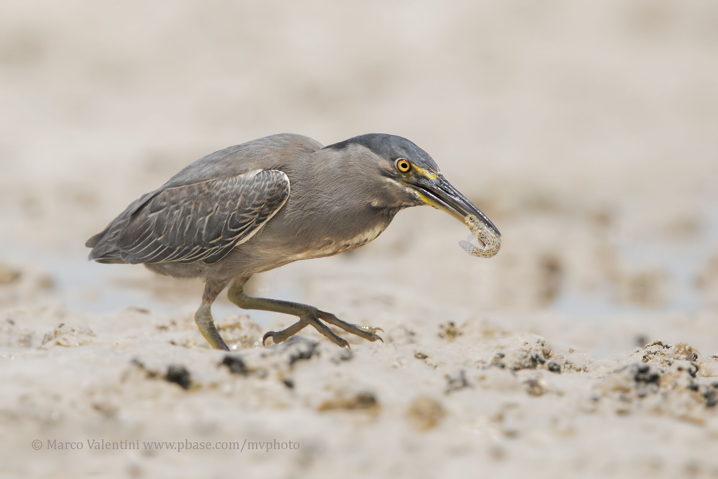 Heron striped with Prey