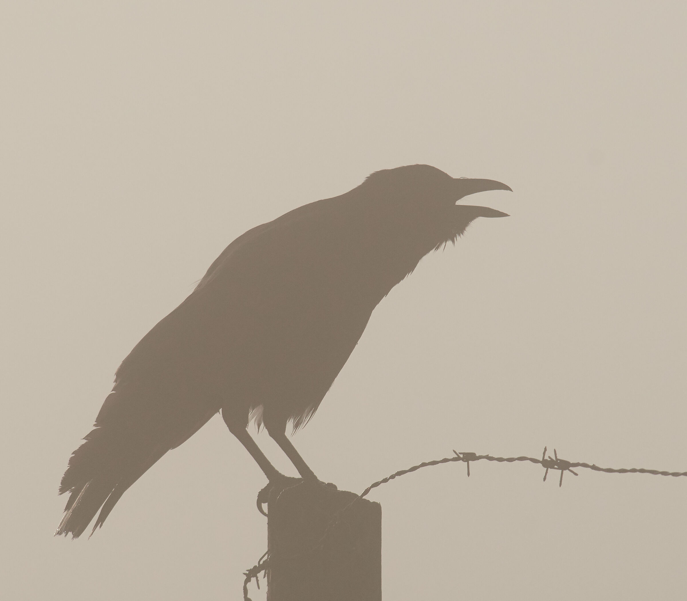 Black Crow morning mist