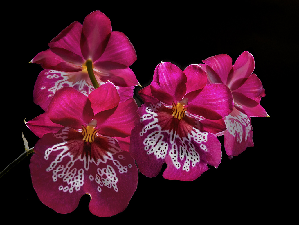 Disegni della natura