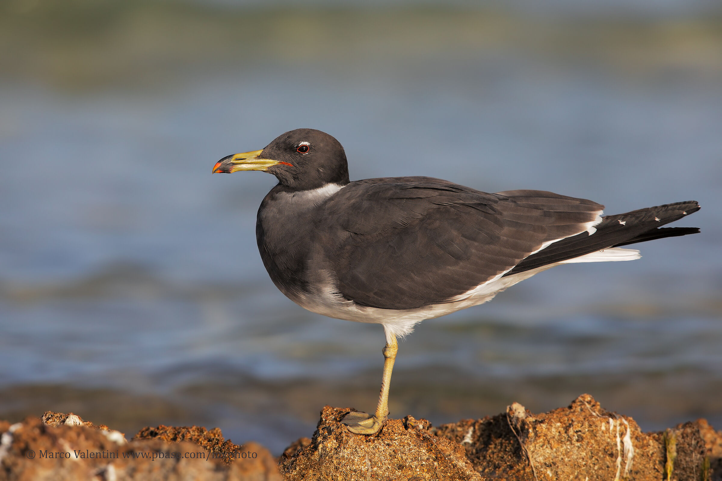 Seagull from the collar