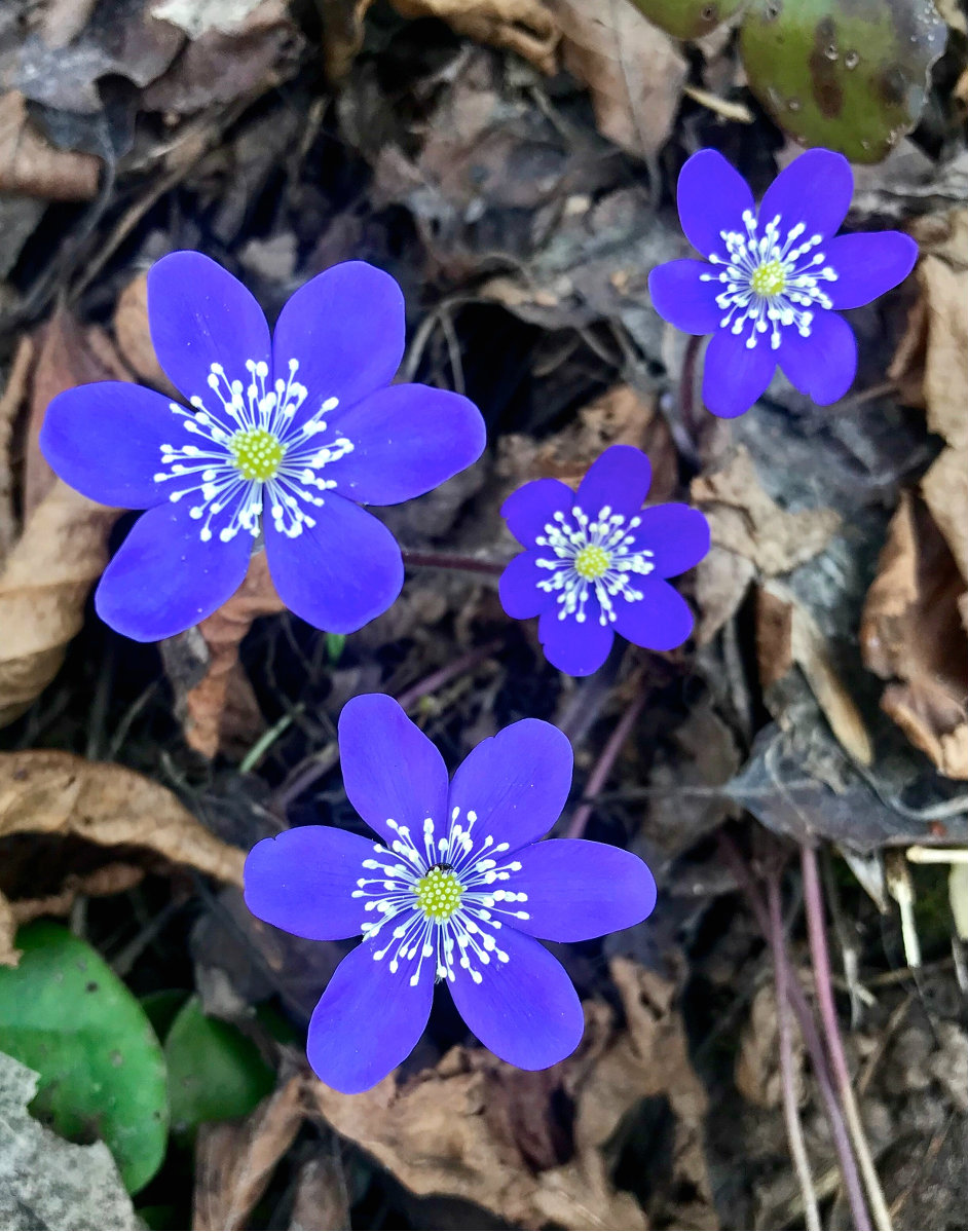 Hepatica nobilis
