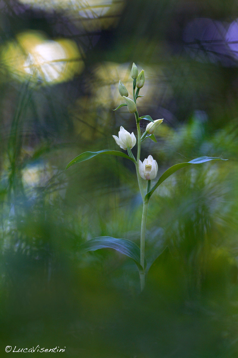 Cephalanthera longifoglia