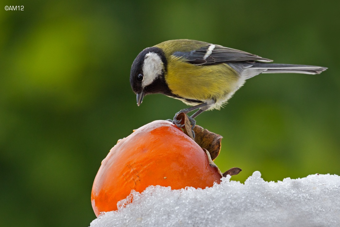 Great Tit