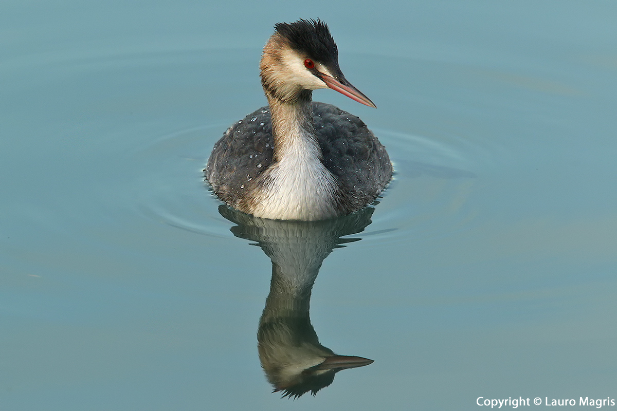 Grebe at dusk
