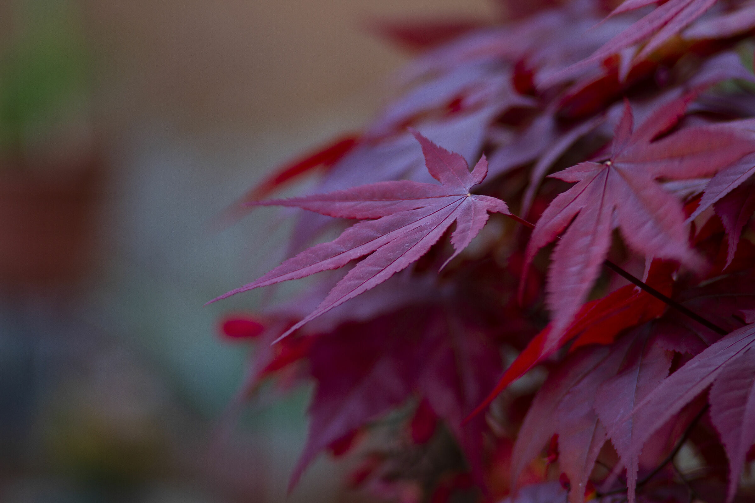 Red Maple