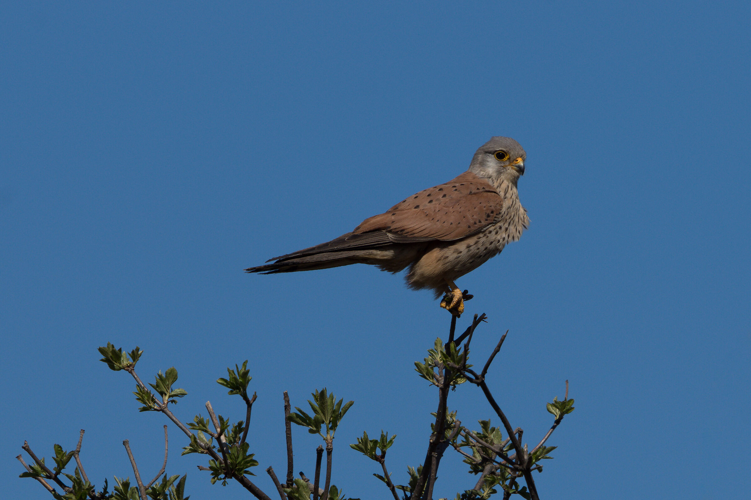 Kestrel comune (Falco tinnunculus)
