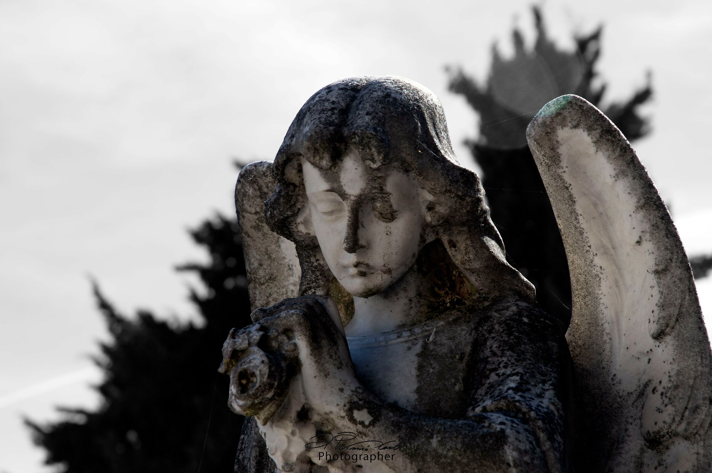 angel