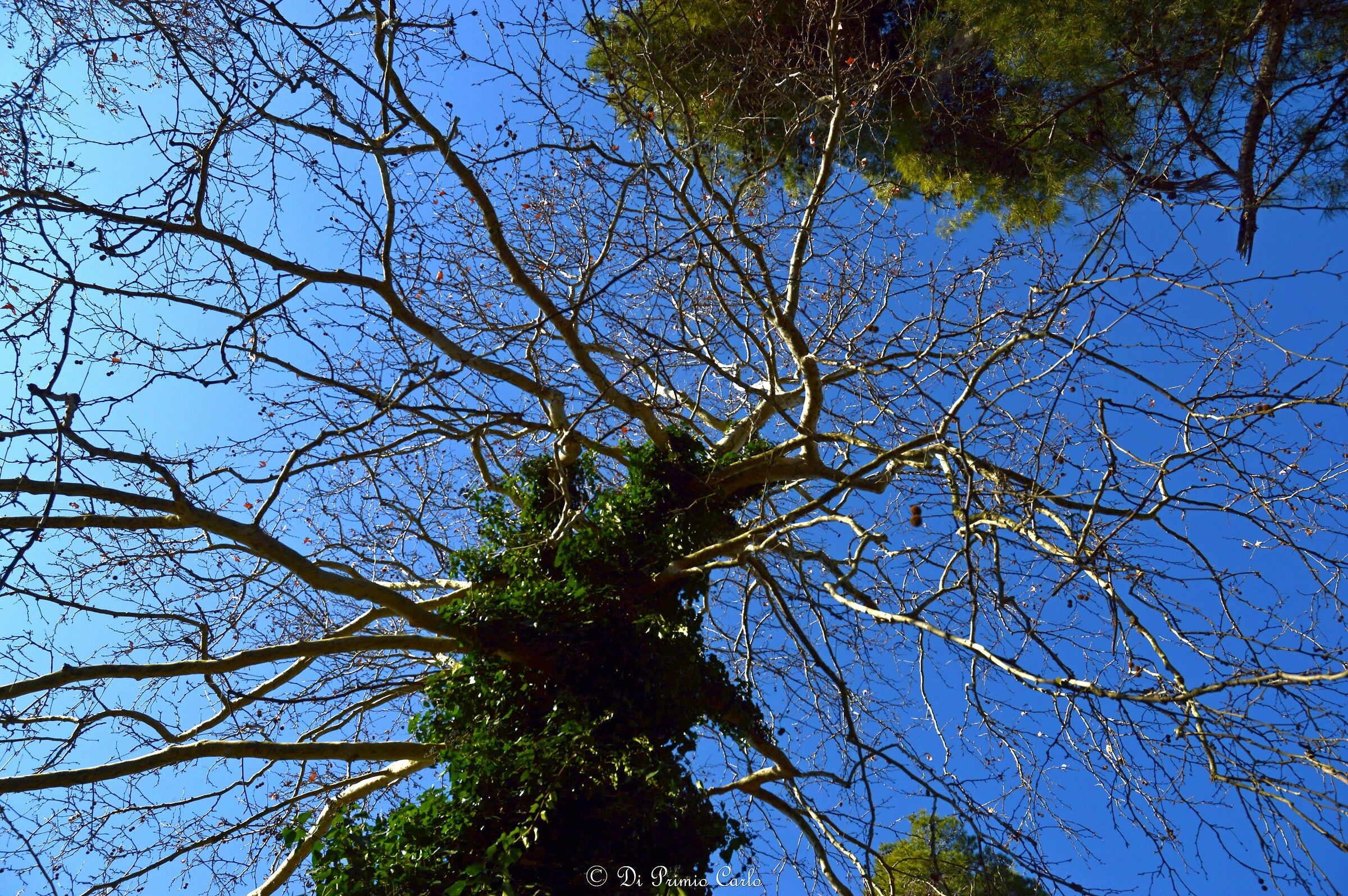 Visione