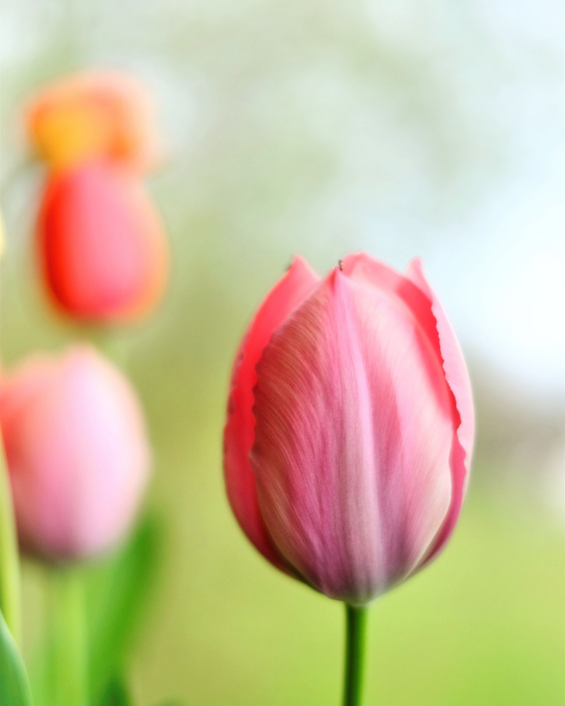 Pink Tulips