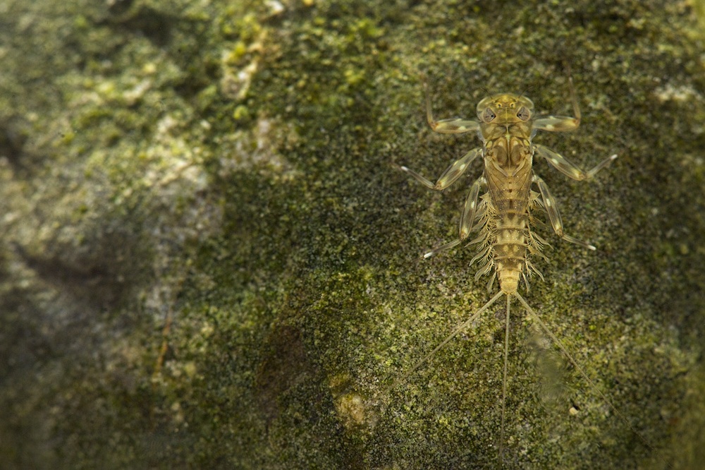 efemerottero nymph