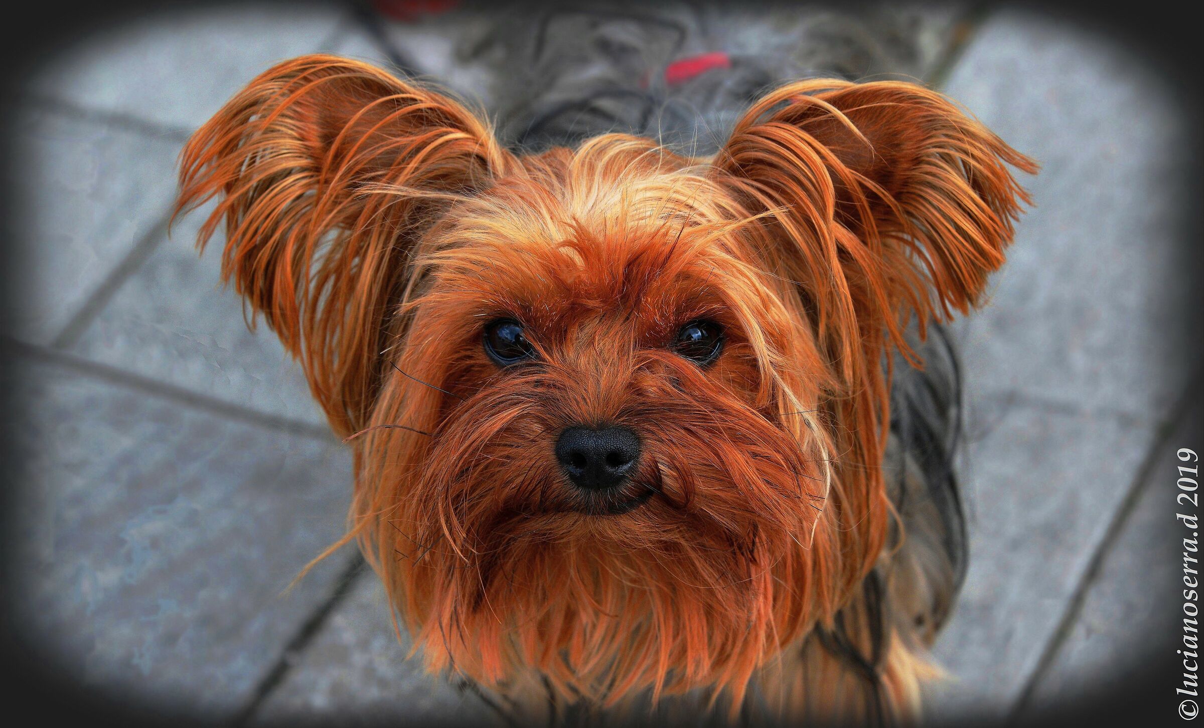 Vi presento Jack... un "quasi" cane da guardia...