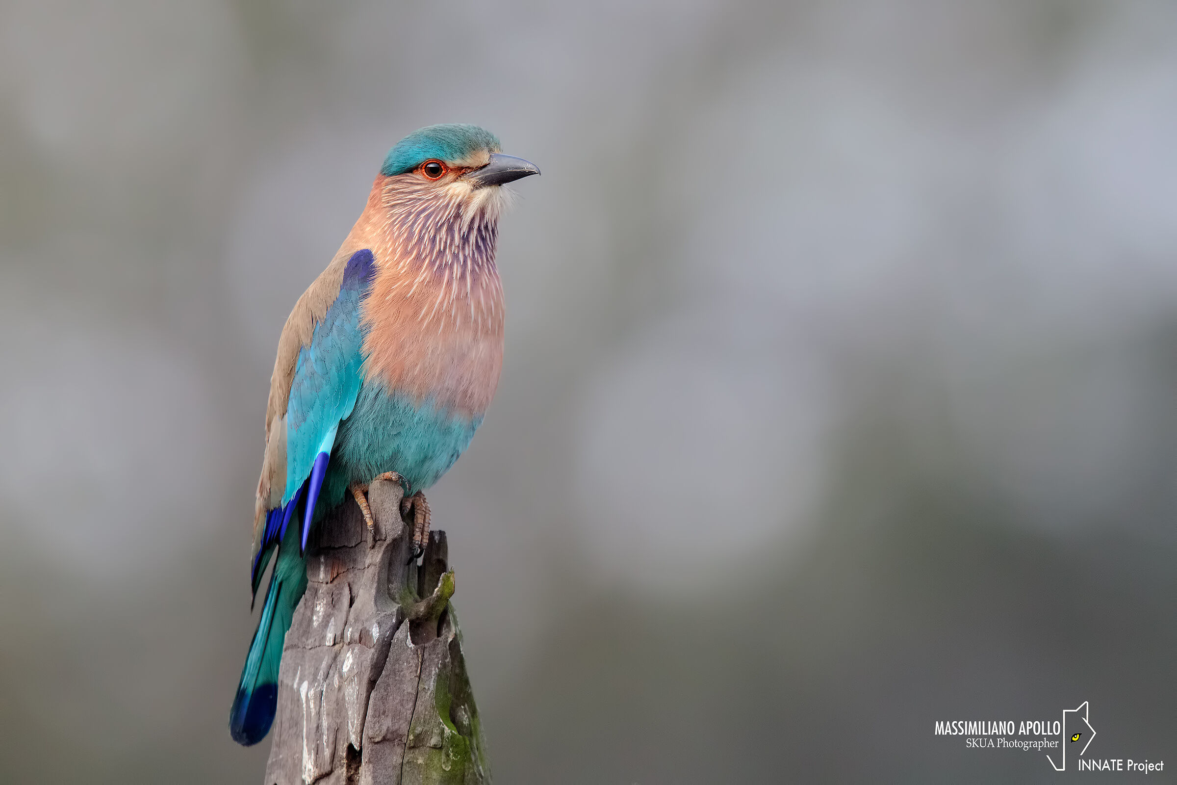 indian roller