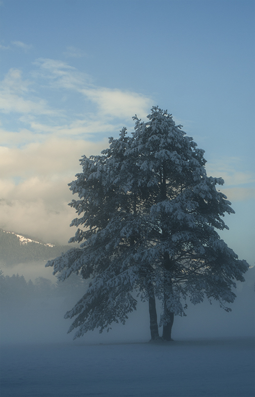 after a snowfall (2)