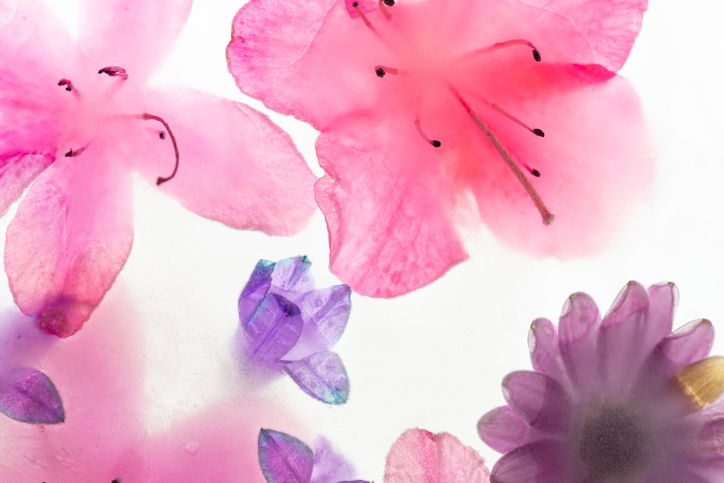 Flowers in Ghiaccio1