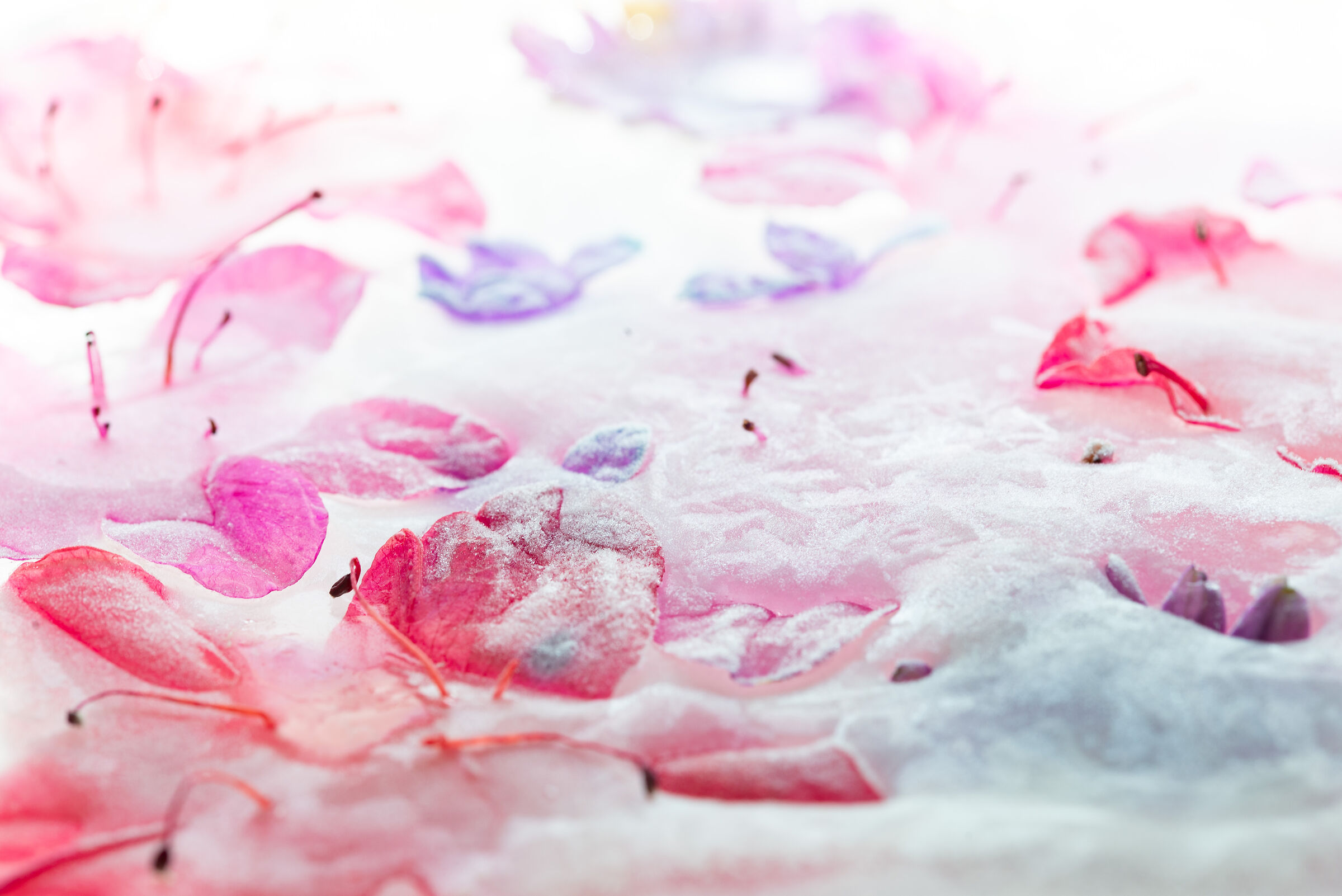 Flowers in Ghiaccio2