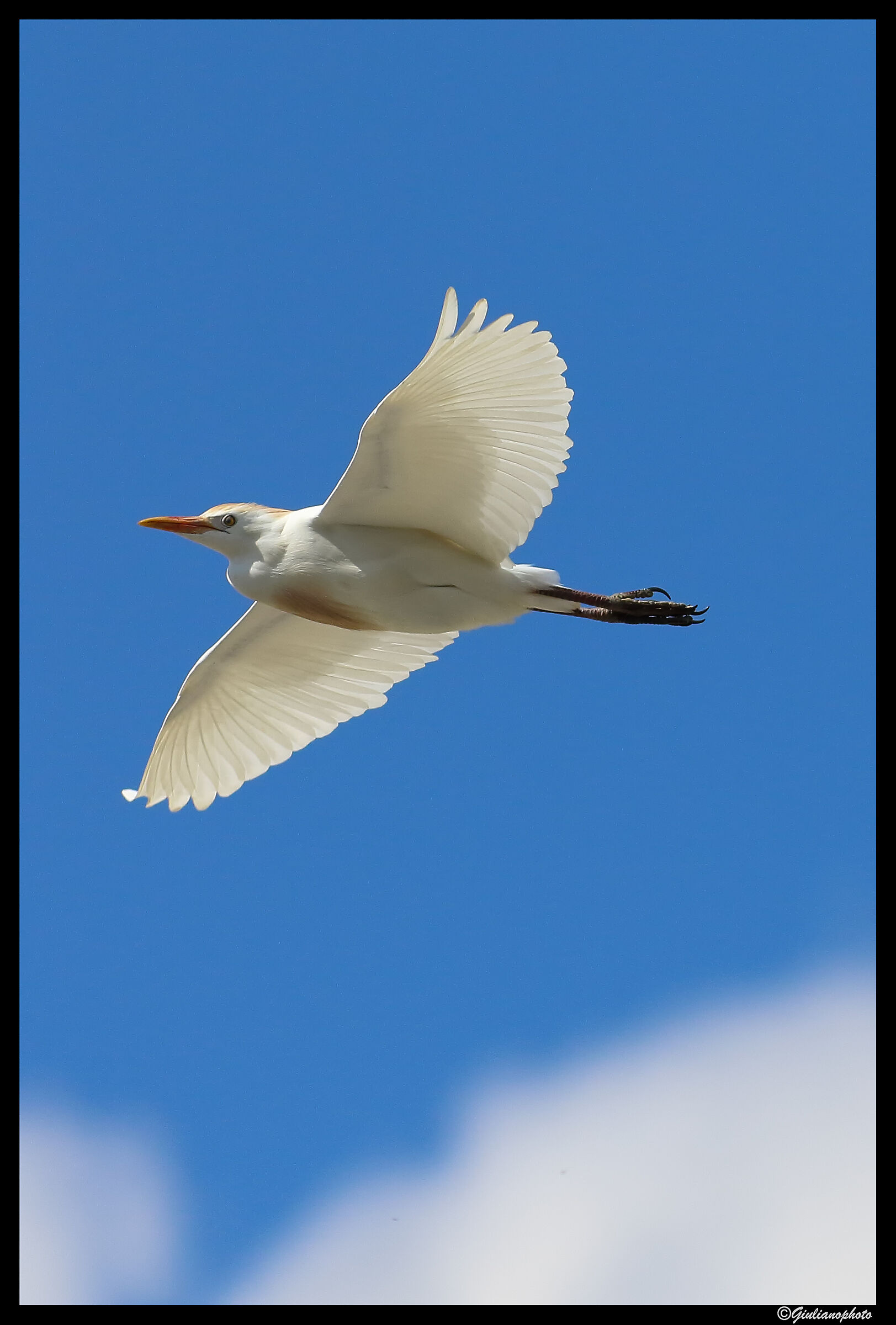 Cattle Egret