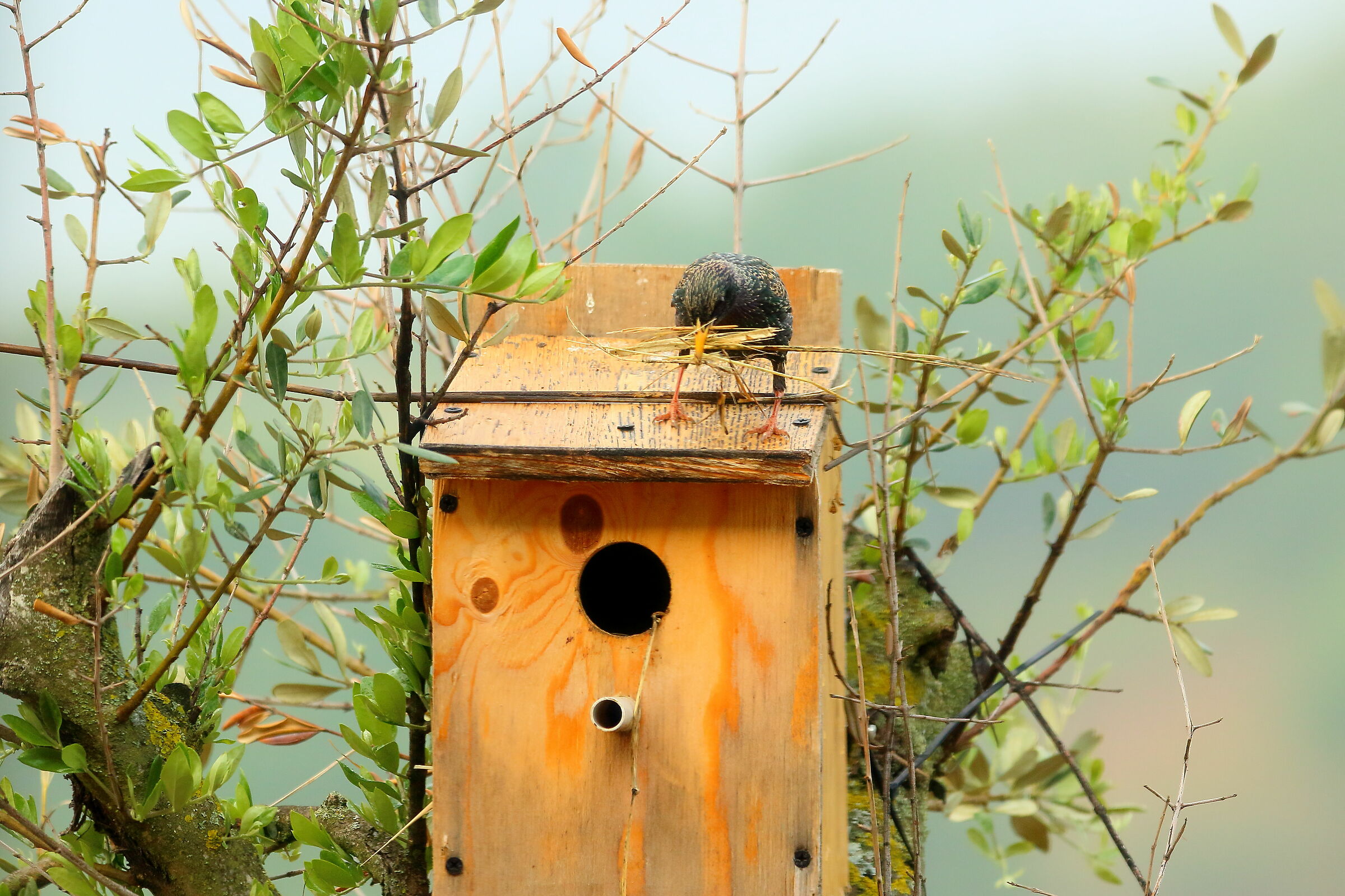 2018 Storni Nest Preparation