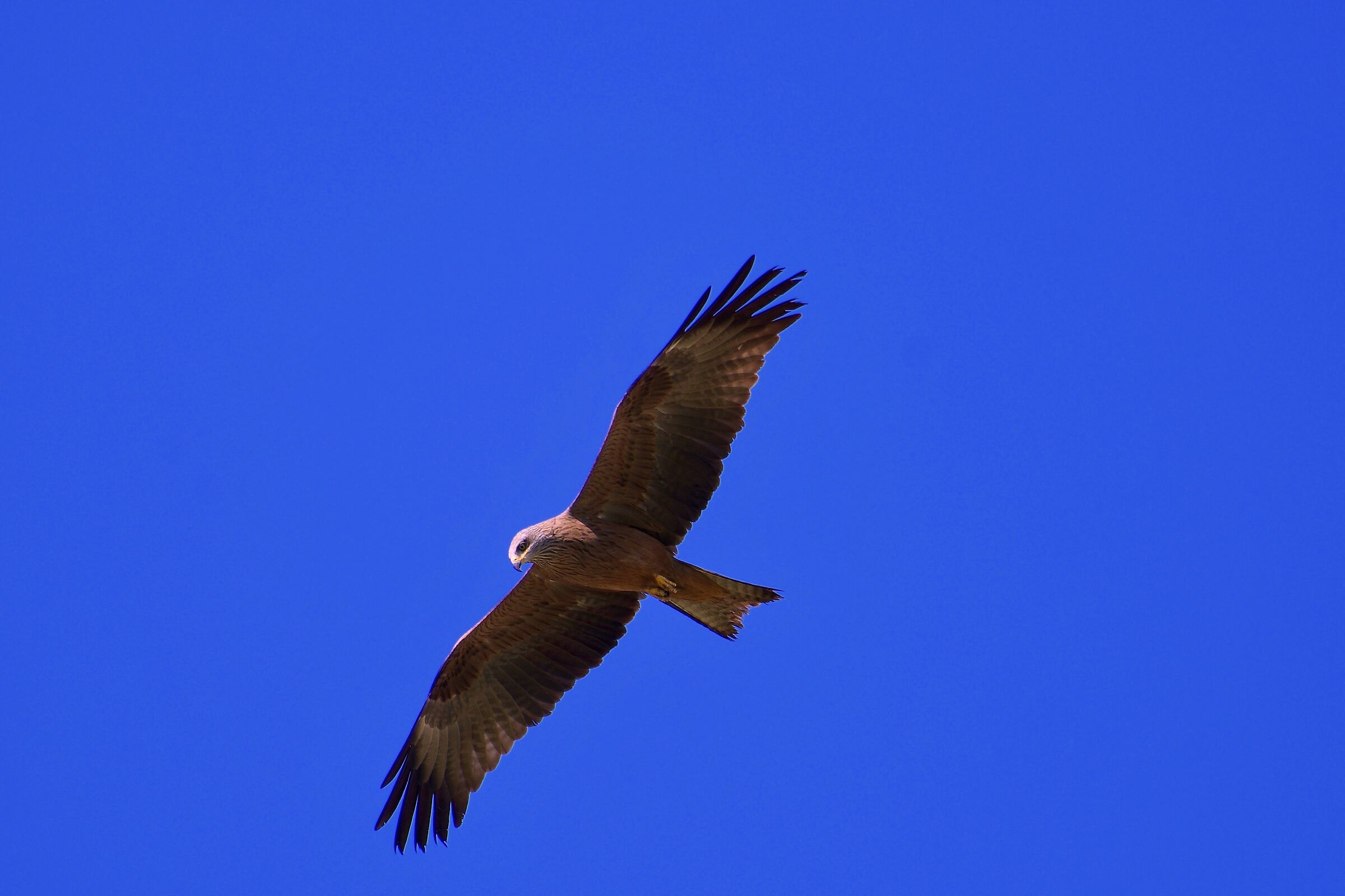 Nibbio Bruno in caccia