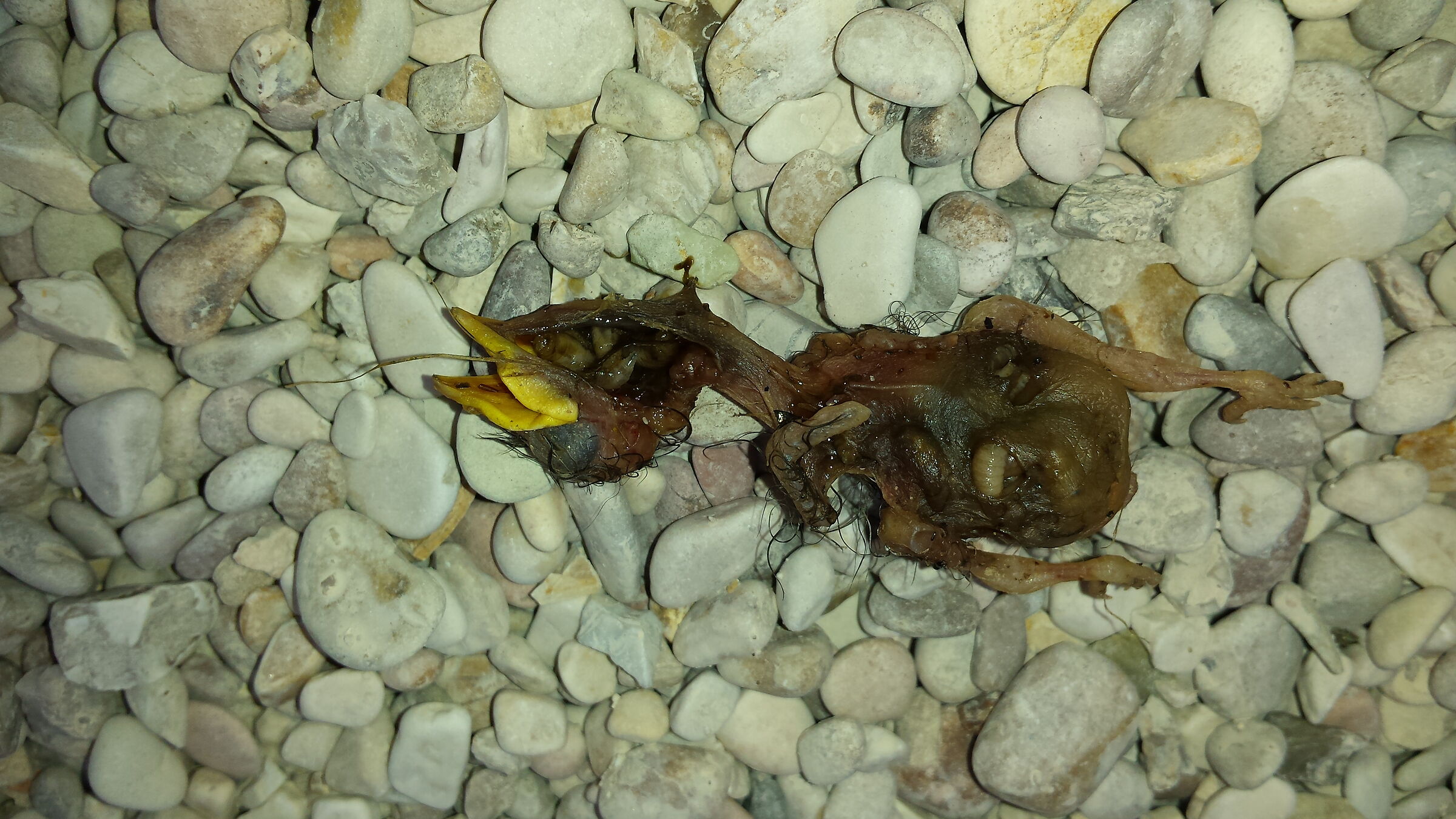 Pulli-he didn't make it