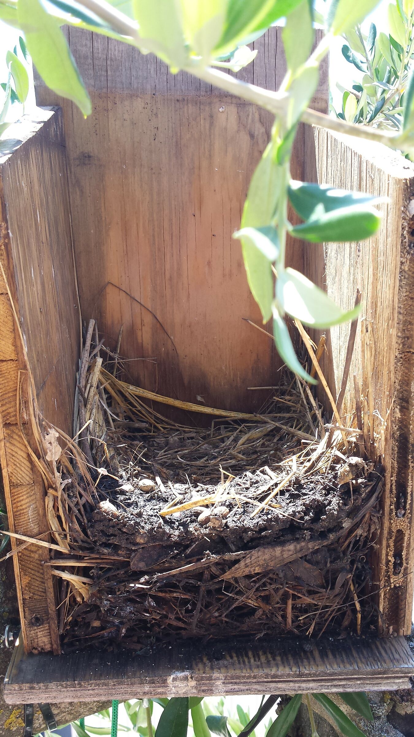 What's left of the nest