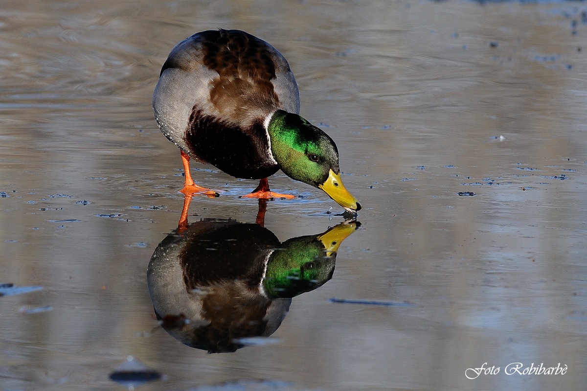 Germano.....invernale...