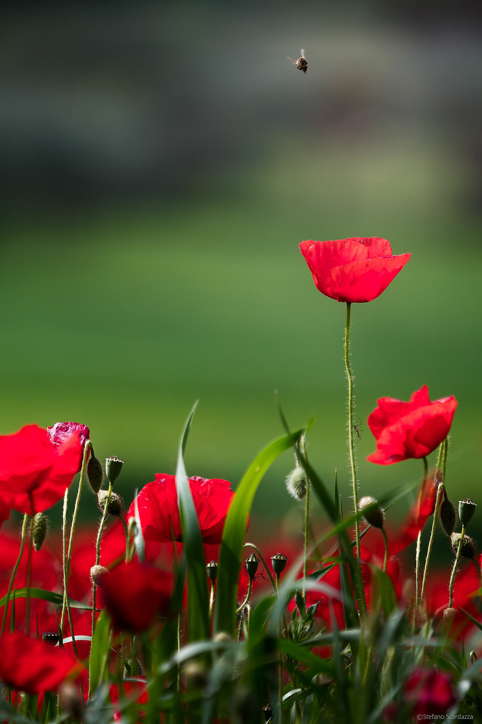 Volo in avvicinamento....