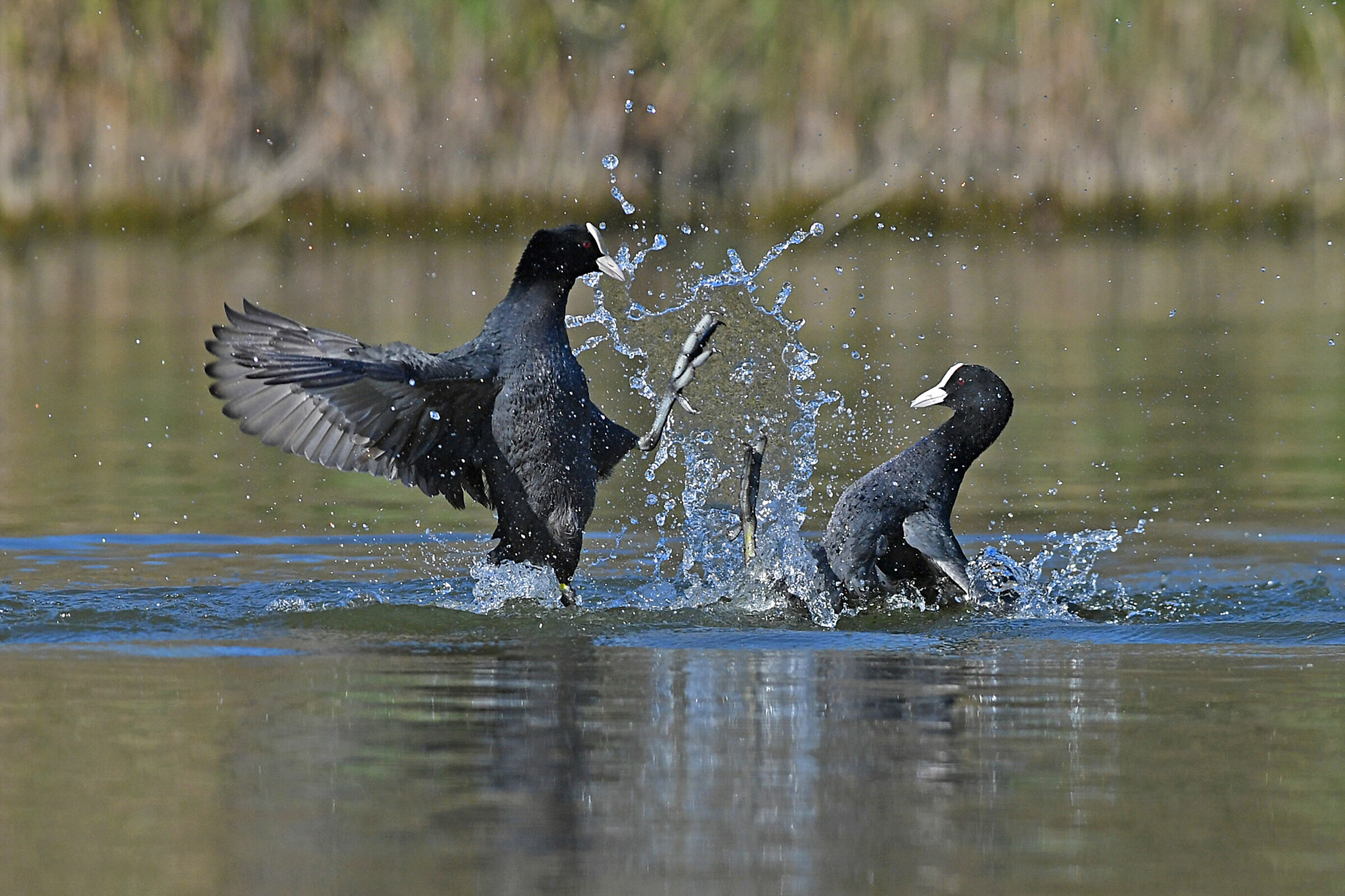 Dammi il cinque   ( Folaga )