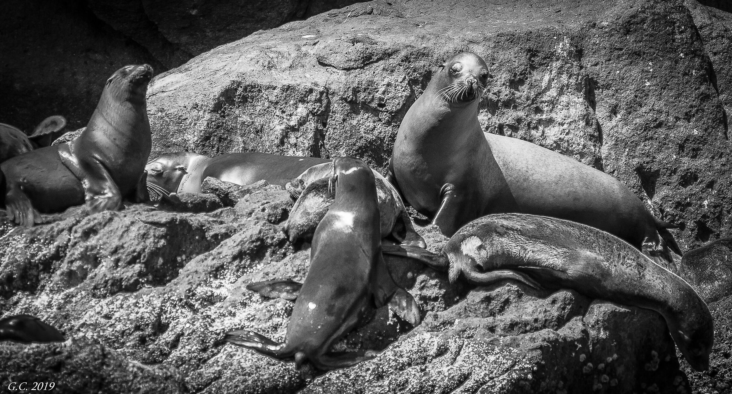 Sea Lions Isla Espiritu Santo