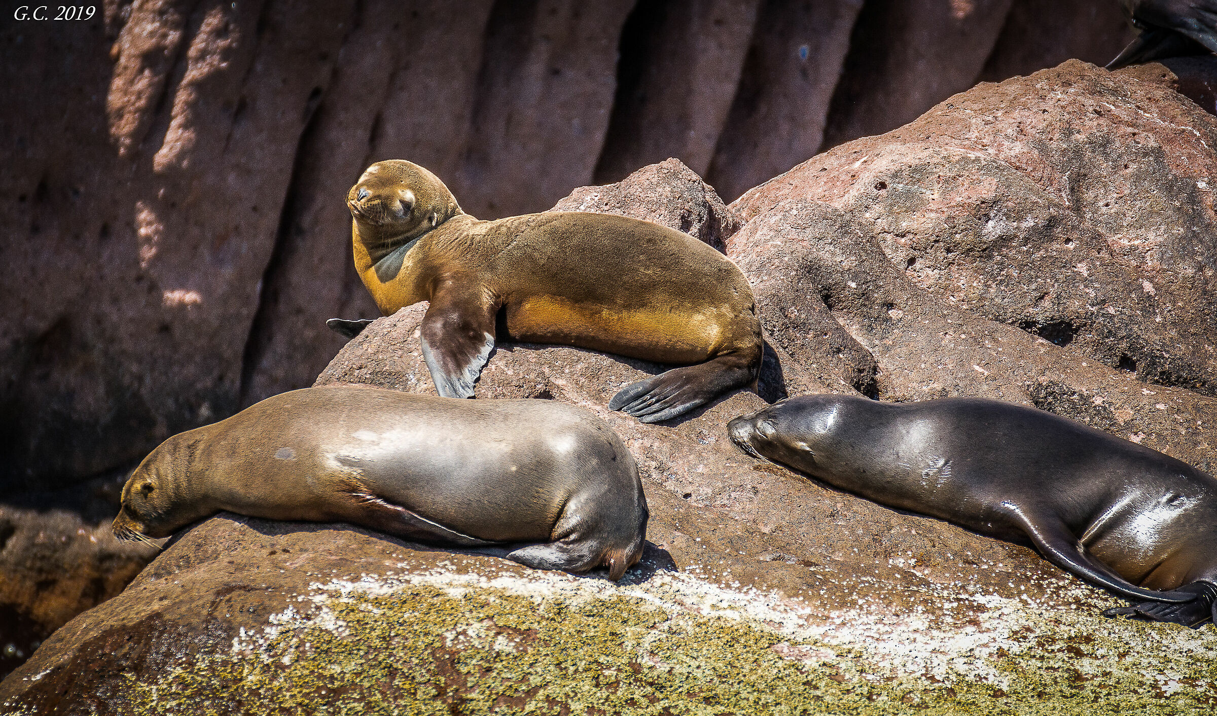 Leoni marini 2 Isla Espiritu Santo
