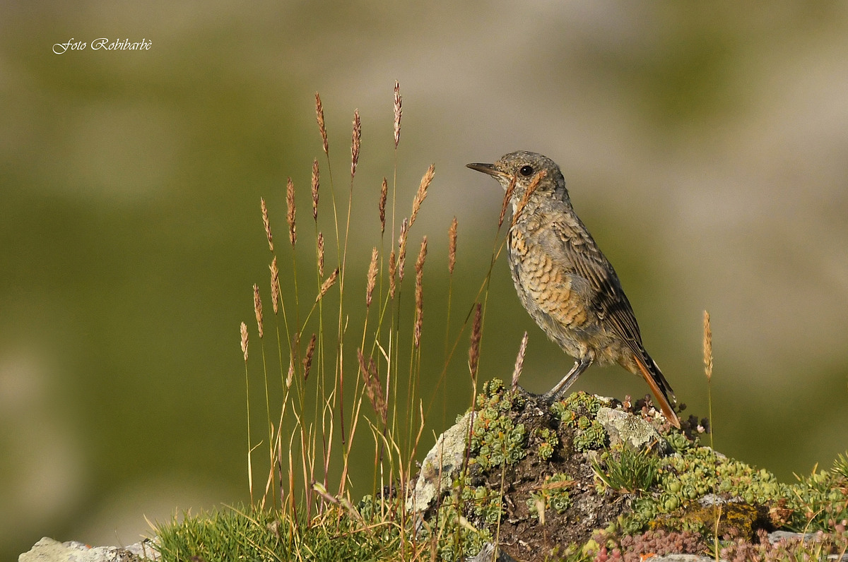 Redcoding... In his environment...