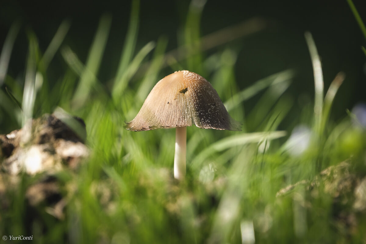 A look on the ground