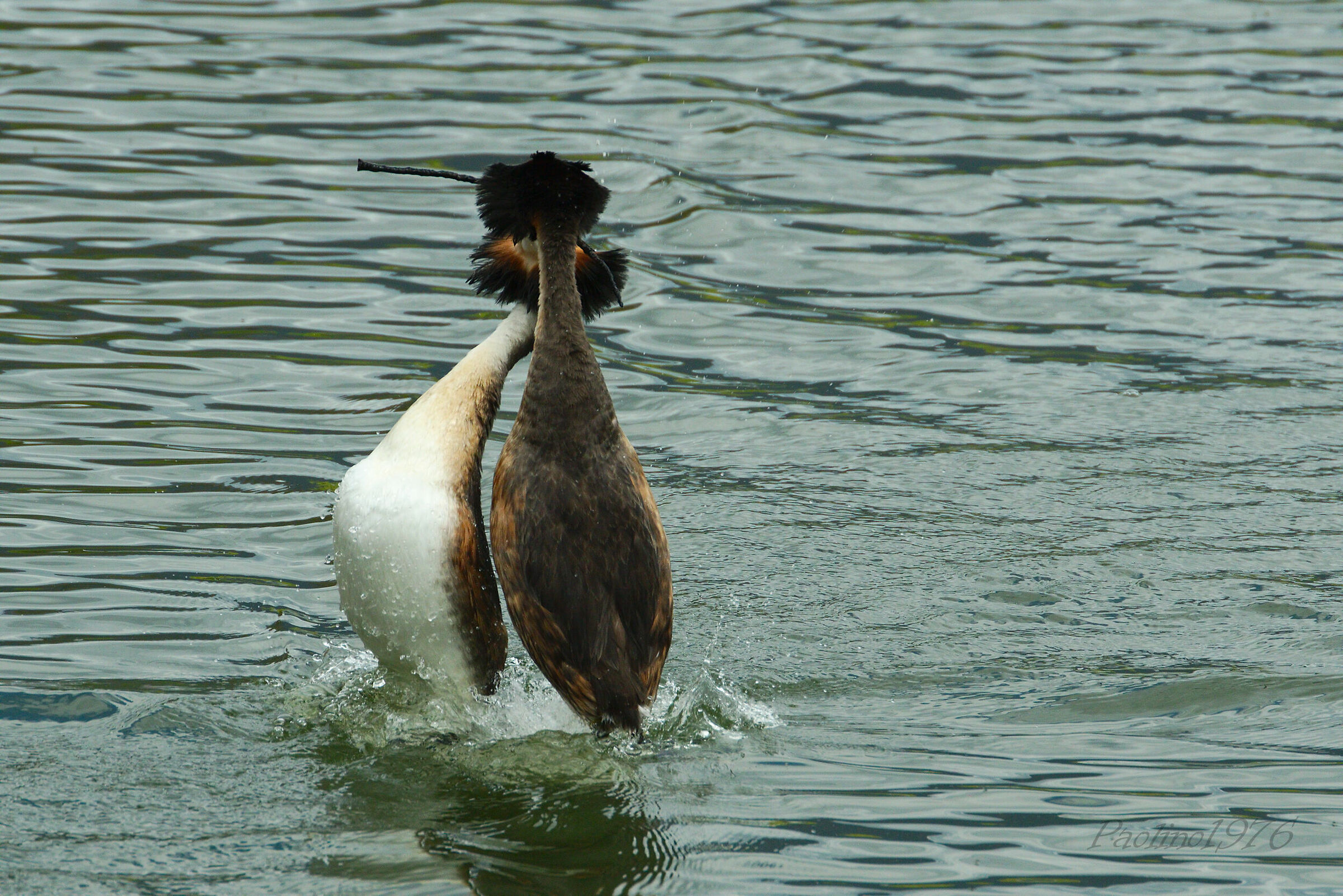 Il Tango degli Svassi