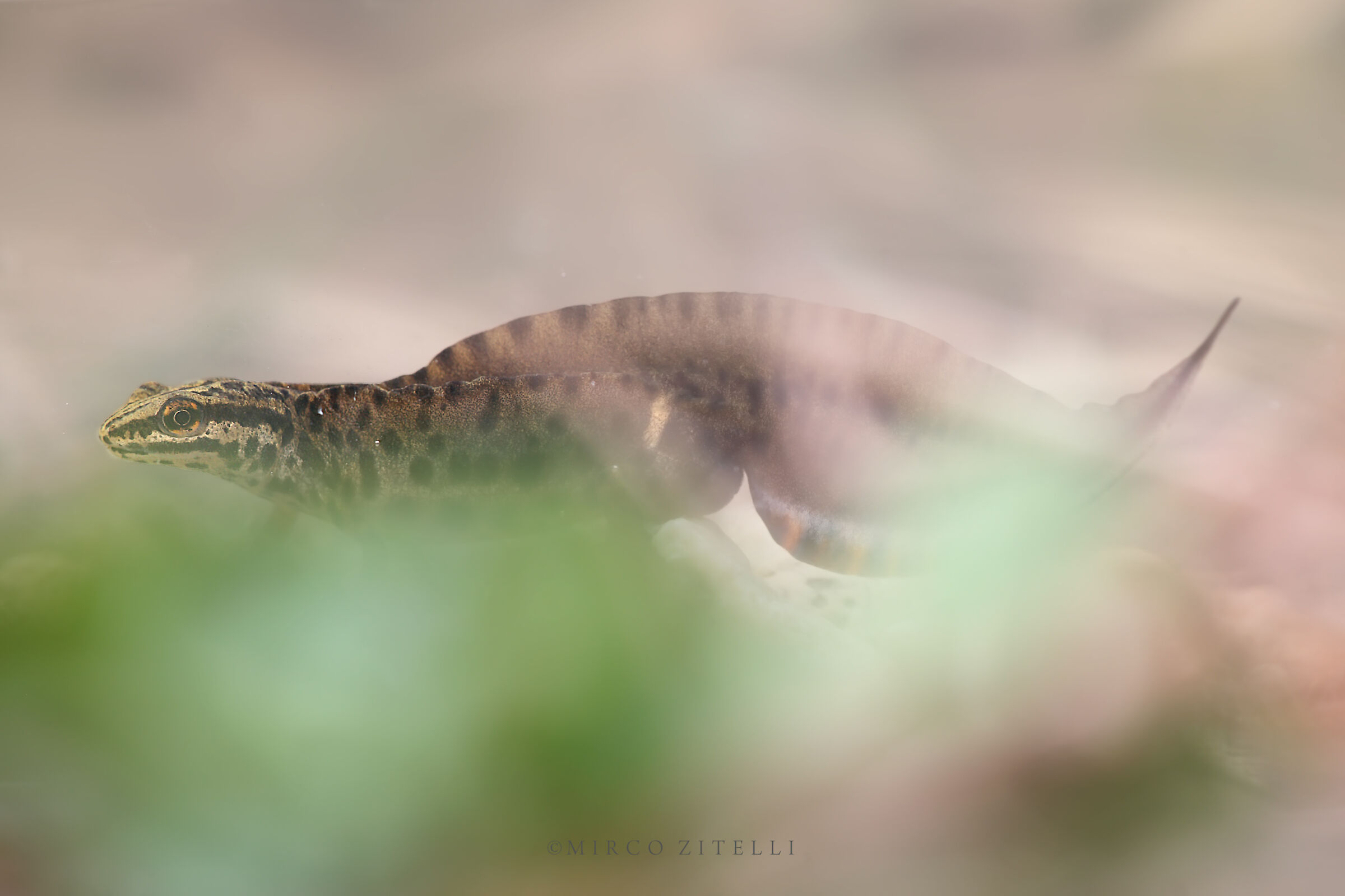 Dotted Newt (Triturus vulgaris-male)